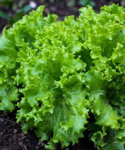 Laitue Grand Rapids