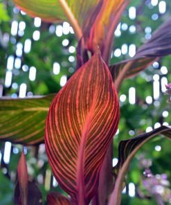 Canna Rainbow