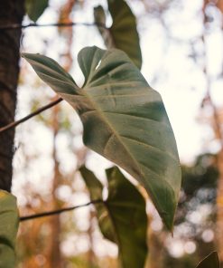 Philodendron &lsquo;Imbe&rsquo;