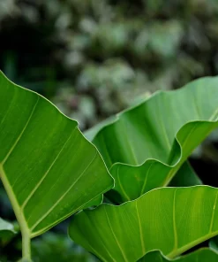 Phylodendron SSP Hybride
