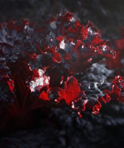 Laitue Merlot ( Lollo Rosso Merlot)