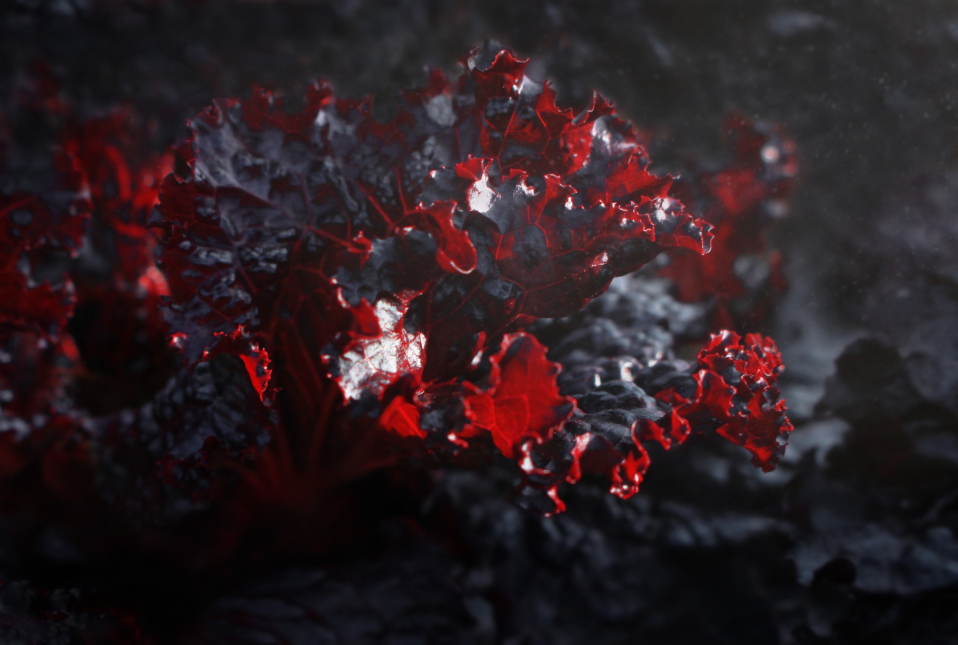 Laitue Merlot ( Lollo Rosso Merlot)