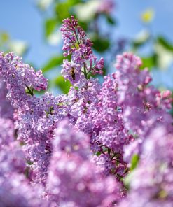 Lilac Villosa Charlie Edwards