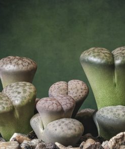 Lithops Olivacea