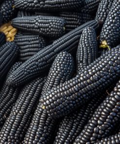 Maïs Noir du Nord