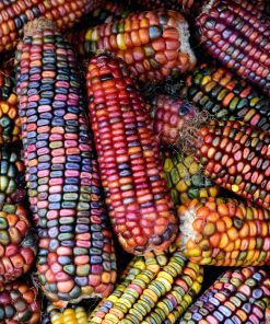 Maïs Painted Montain