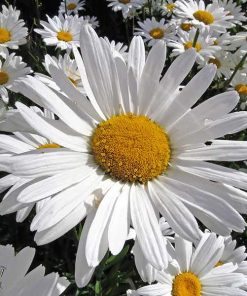 Marguerite Alaska