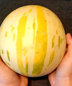 Melon Œuf de Dinosaure