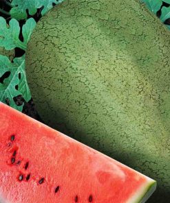 Melon d&rsquo;eau Early Canada Amélioré