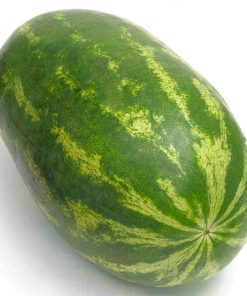 Melon d&rsquo;eau Monstre du Jardin