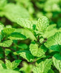 Menthe Verte Spicata