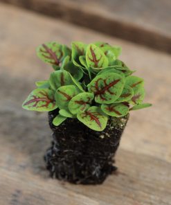 Oseille à veines rouges Micro