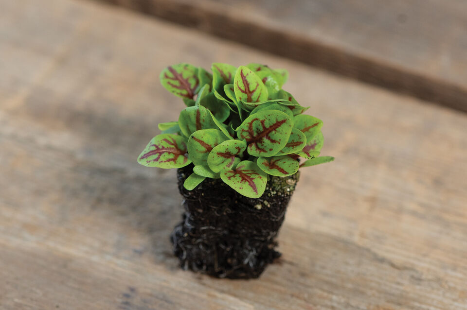 Oseille à veines rouges Micro