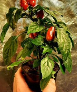 Piment Micro Zamora Rouge