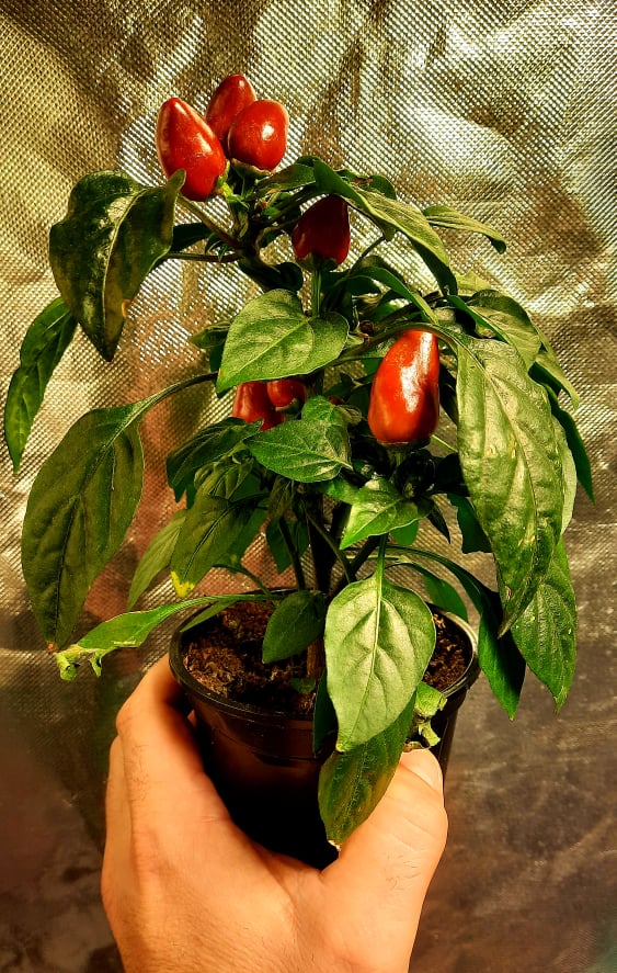 Piment Micro Zamora Rouge