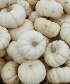 Citrouille Bébé Boo