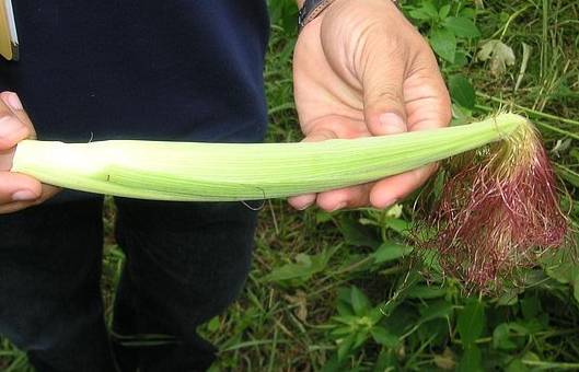 Bébé Maïs Nordique – Image 3