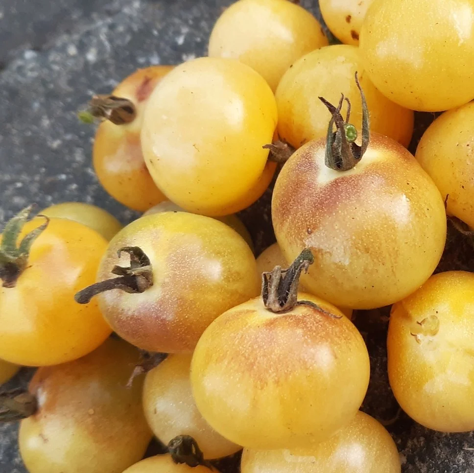 Tomate Napa Chardonnay Blush