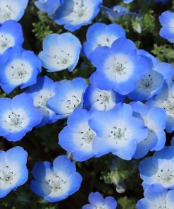 Nemophilia Baby blue Eyes