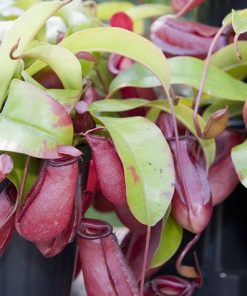 Népenthes « Bloody Mary »
