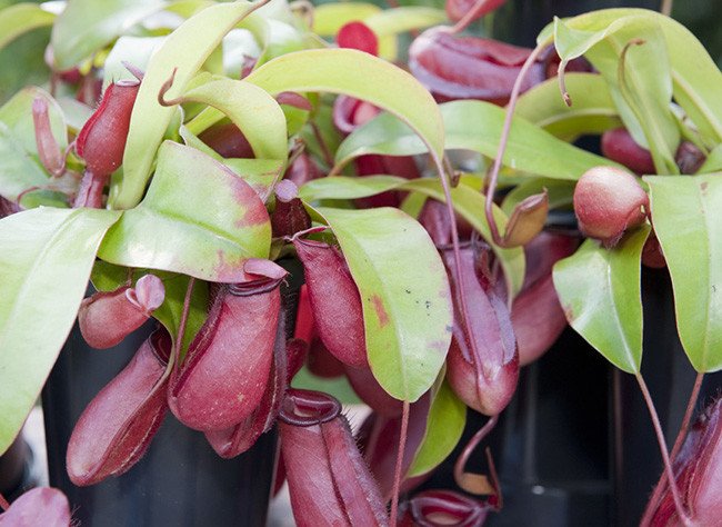 Népenthes « Bloody Mary »