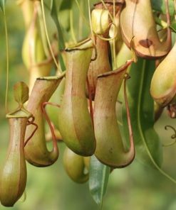 Népenthes Insectivorus