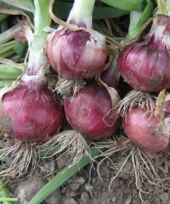 Oignon Empereur Rouge