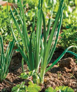 Oignon Vert Classique