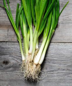 Oignon Vert Géant Ishikura