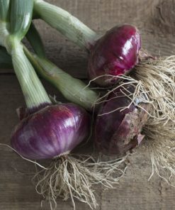 Oignon L&rsquo;aube du désert