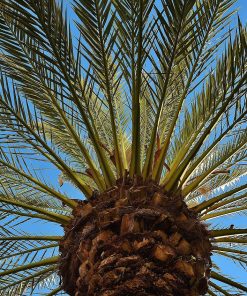 Palmier des Canaries – Phoenix canariensis