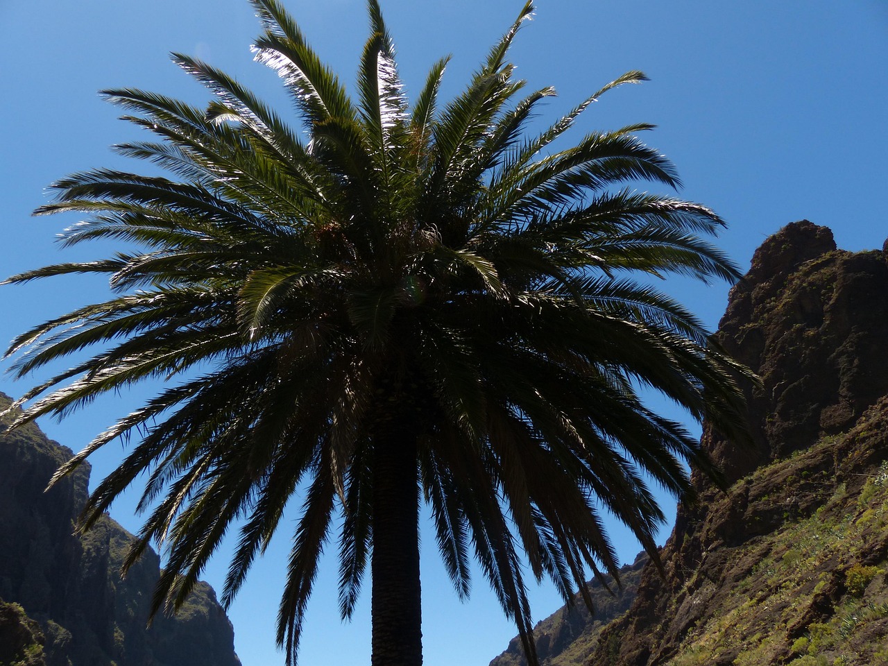 Palmier des Canaries – Phoenix canariensis – Image 3