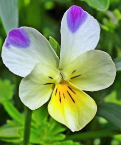 Pensée Violette Oreilles de Lapin
