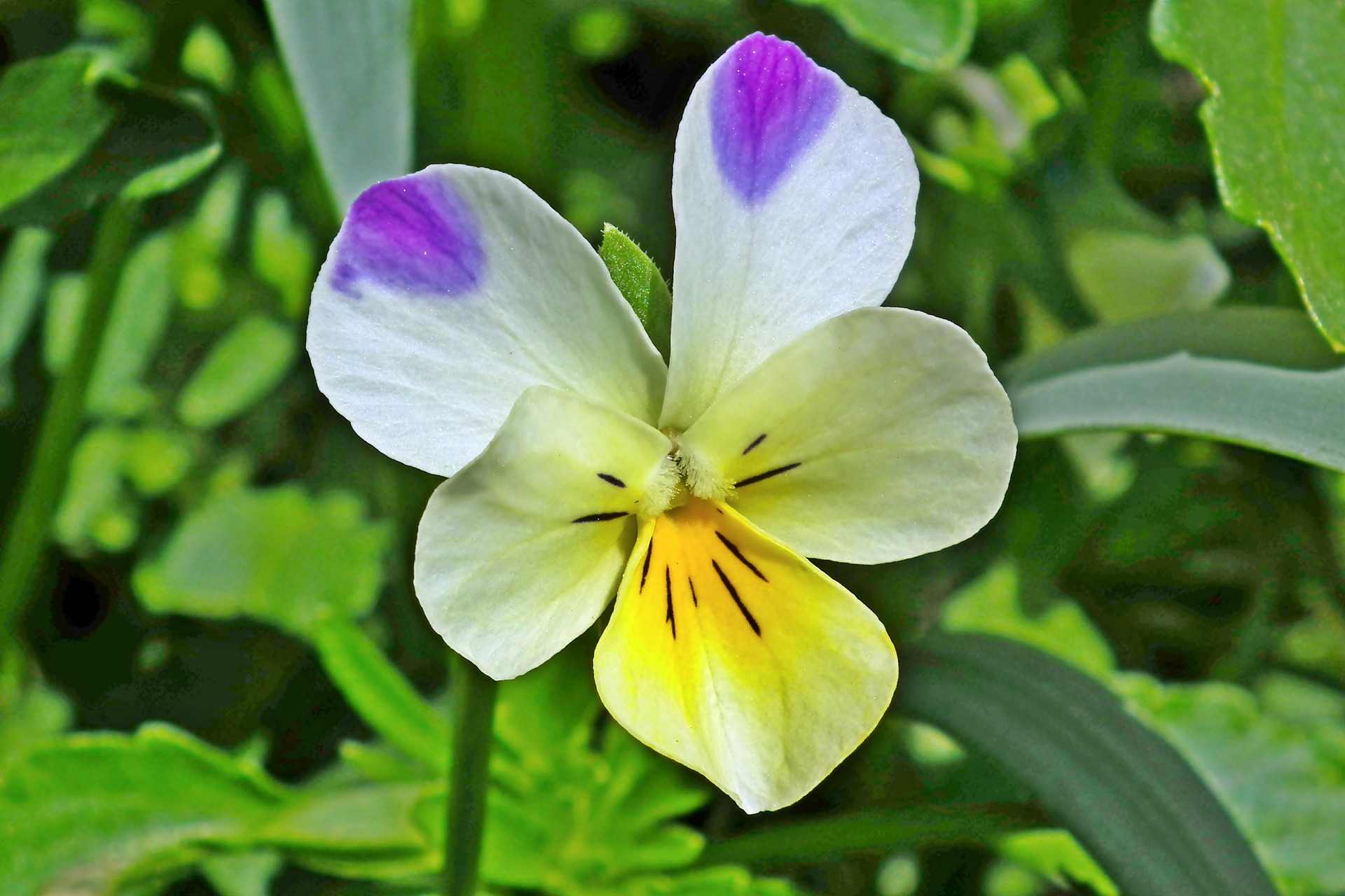 Pensée Violette Oreilles de Lapin