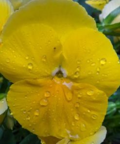 Pensée Couronne Dorée