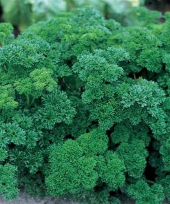 Persil Frisé Régulier