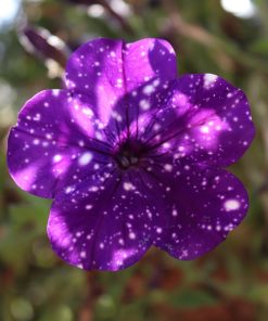 Pétunia Violet Dot Star Mix