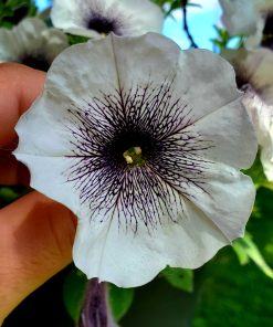 Pétunia Tigre Blanc