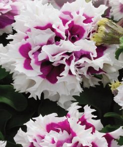 Petunia Mauve Double Pirouette F1