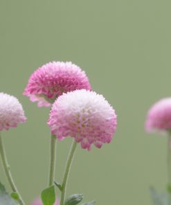 Fleur de thé Rose Bonbon (Gomphrena Globosa)