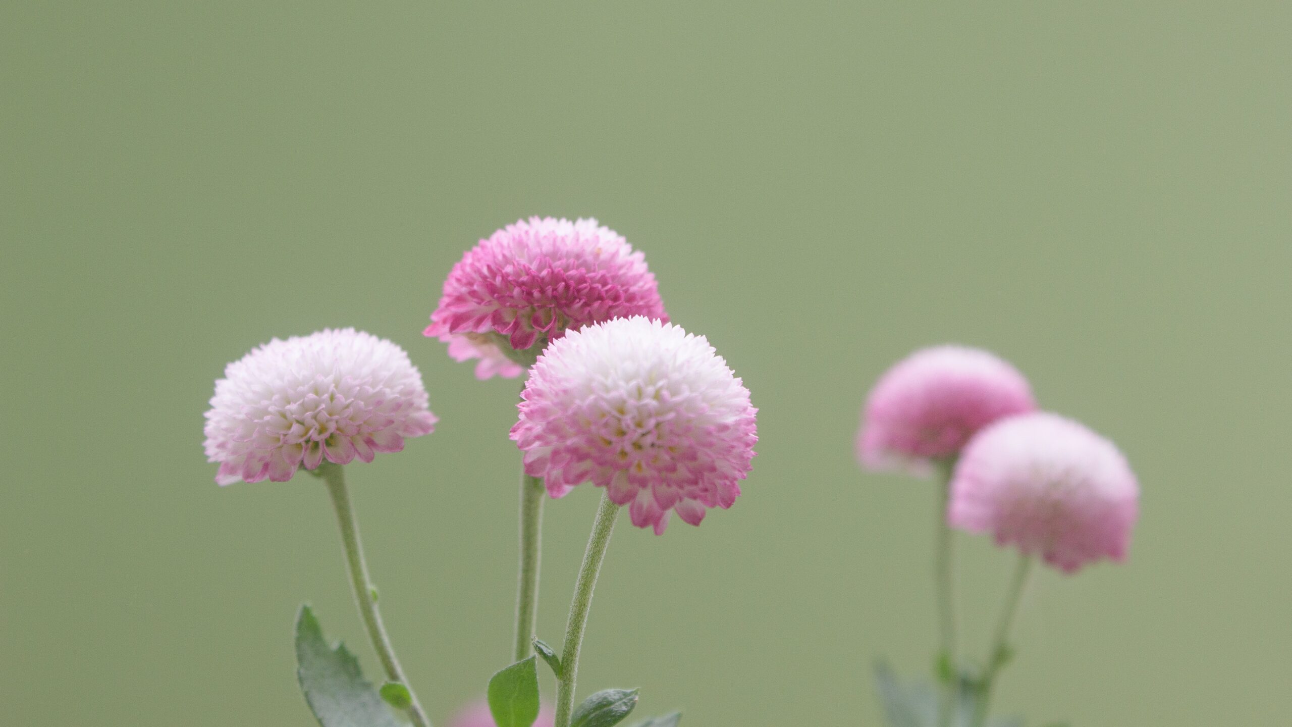 Fleur de thé Rose Bonbon (Gomphrena Globosa)