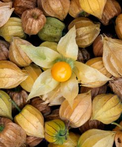 Cerise de Terre Mini (Physalis minima)