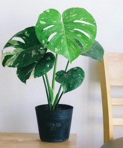 Monstera Albo