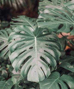Monstera Deliciosa (Monstera Géant)