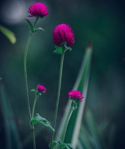 Fleur de thé Mauve Fuchsia