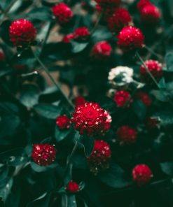 Fleur de thé Rouge Feu