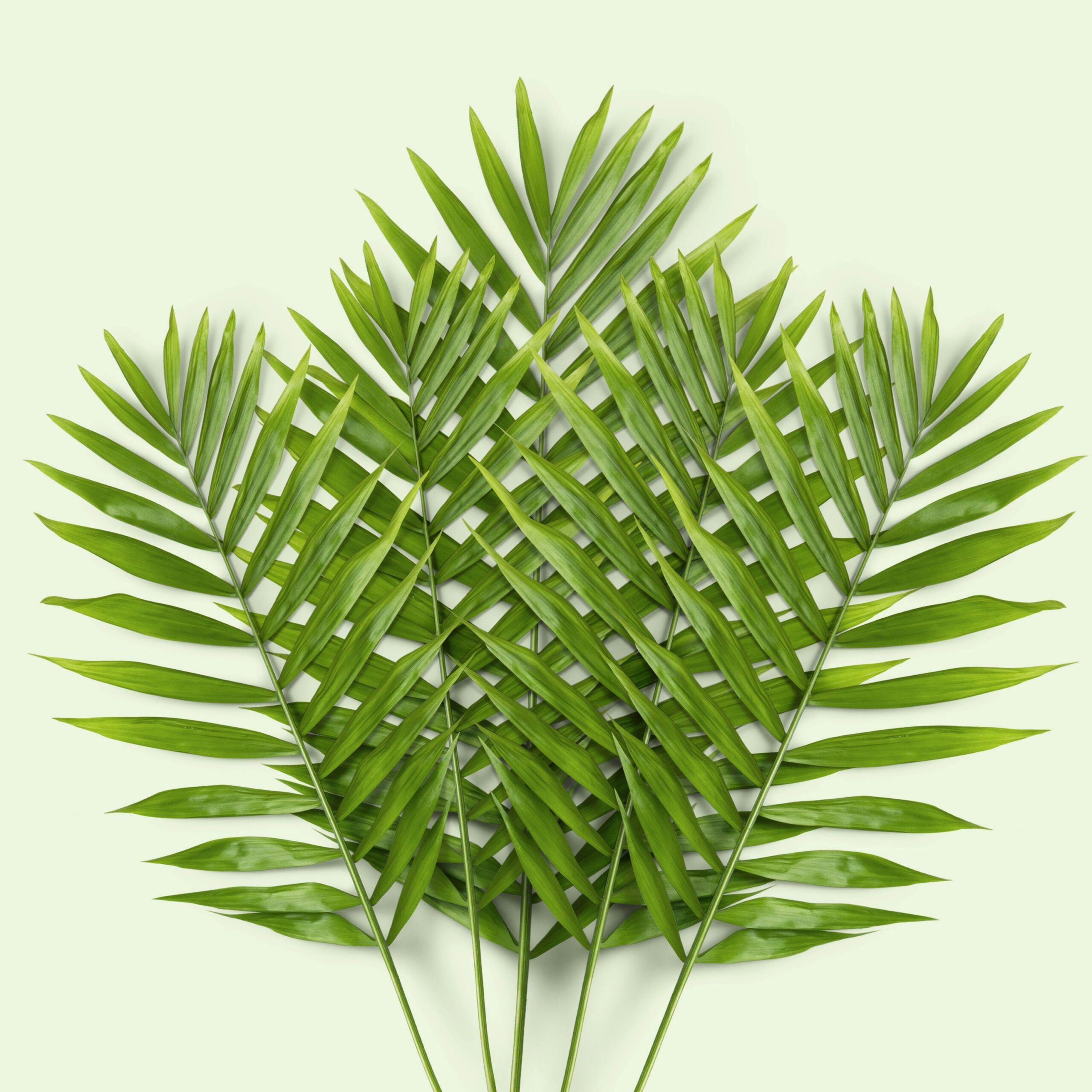 Le Palmier Bambou – Chamaedorea seifrizii – Image 4