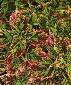 Coleus Mosaic