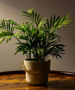 Le Palmier Bambou – Chamaedorea seifrizii