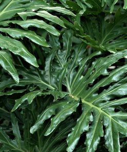 Philodendron Selloum (Thaumatophyllum bipinnatifidum)